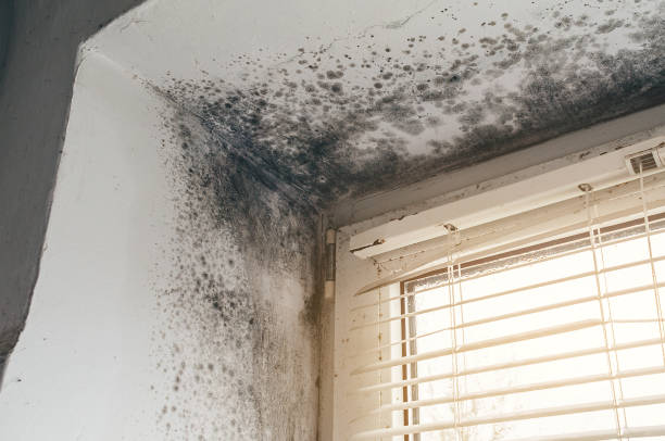 Affordable Attic Mold Remediation solutions in Castleton, VA